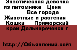 Экзотическая девочка из питомника › Цена ­ 25 000 - Все города Животные и растения » Кошки   . Приморский край,Дальнереченск г.